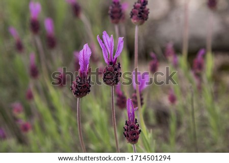 Various purple Spanish lavender plants.