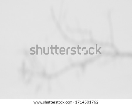 abstract shadow of branch tree on white wall background