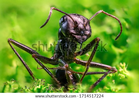 Extreme magnification - Ant queen portrait. Ant super macro picture. 