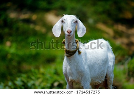This picture contains a cute little goat