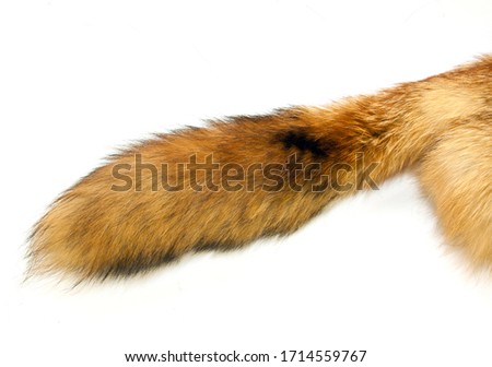 the fur skin of red fox isolated on white background