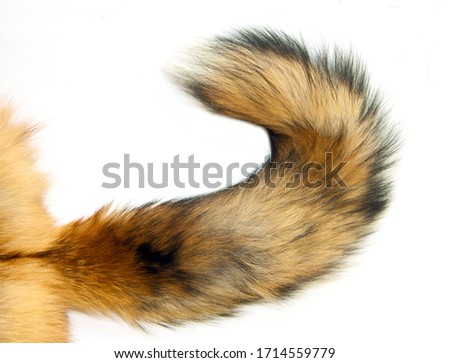 the fur skin of red fox isolated on white background
