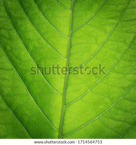 
The fibers on the green leaves reflect light and the surrounding shadows.