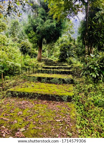 Green moss steps and walkway, shot inside a botanical garden in Sikkim India