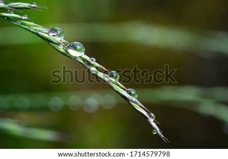 Macrofotos von Regentropfen auf einem Grashalm