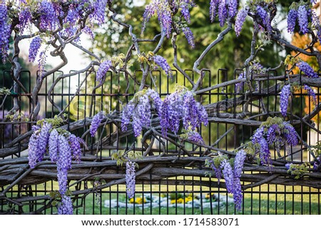 Spring nature. Close up view of a beautiful cascade of wisteria flowers