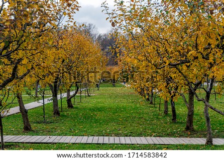 Apple orchard in autumn. Apple trees with yellow leaves in late autumn.