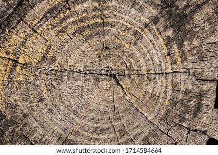 Close up of texture of tree stump