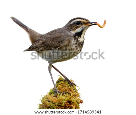 Happy bird with fresh meal worm in its mouth while perching on mossy green grass spot isolated on white background, female bluethroat Royalty-Free Stock Photo #1714589341