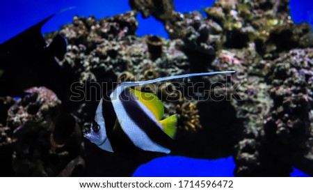 yellow and black and white striped exotic fish swim in the water