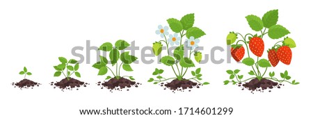 Strawberry plant growth stages. Fragaria development. Harvest animation progression. Berry ripening period vector infographic. Royalty-Free Stock Photo #1714601299