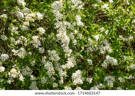 The white flowers of the Spirea bloom from April to May.