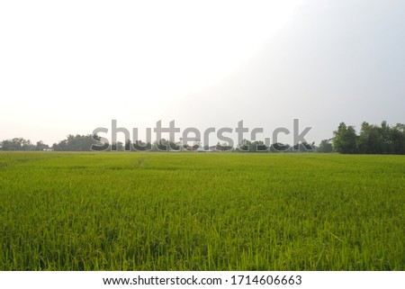 Green rice fields, growing in summer, in Thailand