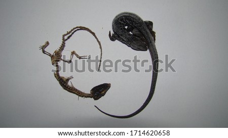 a Lizard skeleton and a lizard carcass | (Skink) on a white background.
Dead animals, animal
Veterinary medicine
Veterinarian exotic
Veterinarian wildlife