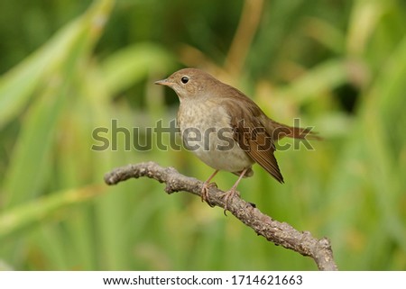 Nightingale bird close up sitting on branch Royalty-Free Stock Photo #1714621663