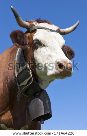 Portrait of cow in french alps 