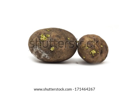 Potatoes on a white background. 