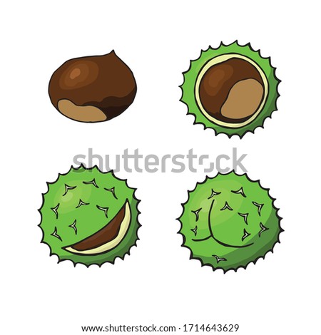 Chestnuts set. Illustration of chestnut vector icons. Isolated chestnut on white background.