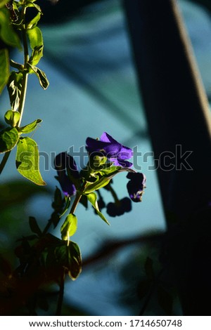 A Beautiful photo of a beautiful purple flower.