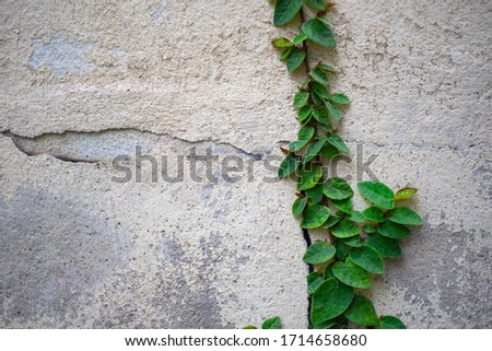 Creeping Fig (Ficus pumila), a woody evergreen vining plant used in landscape or garden ornament, climbing on and growing out of cracks in a weathered wall with damaged and peeling paint work.  