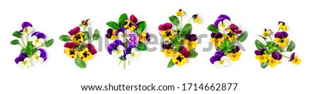 Viola pansy flower creative banner. Colorful spring flowers collection isolated on white background. Floral arrangement, design elements. Springtime concept. Top view, flat lay 

