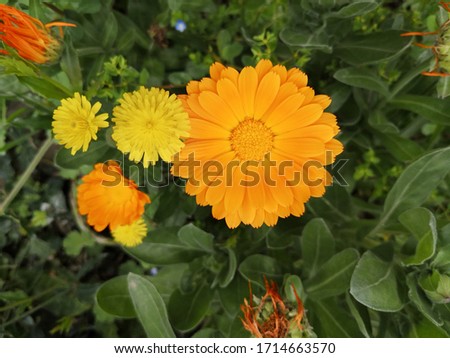 Orange flower of Calendula officinalis or Common marigold or Scotch marigold in garden