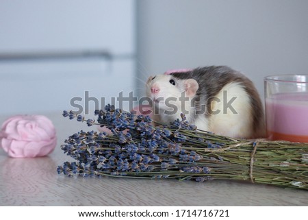 A rat sits on a saucer next to sweets and pink marshmallows. Near a bouquet of lavender and a candle.