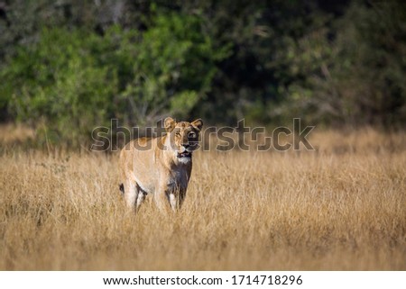 African lioness on hunting mode in savannah in Kruger National park, South Africa ; Specie Panthera leo family of Felidae