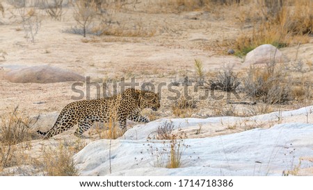 Leopard walking on riverbank in Kruger National park, South Africa ; Specie Panthera pardus family of Felidae