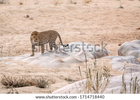 Leopard standing on a rock in riverbank in Kruger National park, South Africa ; Specie Panthera pardus family of Felidae