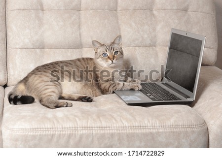 Scottish straight cat working at the notebook online at sofa. Blank screen for inserting you image.