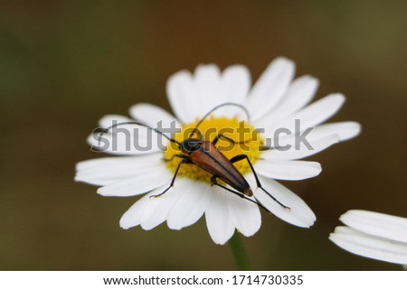 close up on a bug on a daisy flower