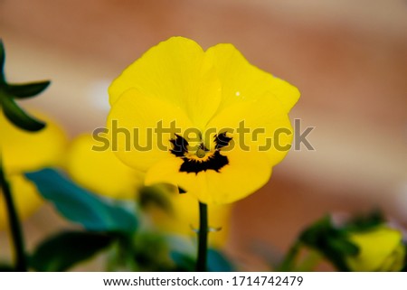Single isolated yellow tricolor viola flower