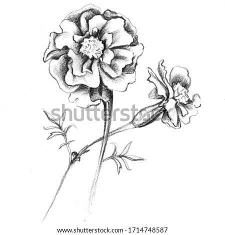 Sketch for tattoo of flowers Tagetes patula, the French marigold (Tagetes erecta, Mexican marigold). Garden plant.black and white clip art isolated on white background