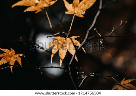 autumn leaves in the forest