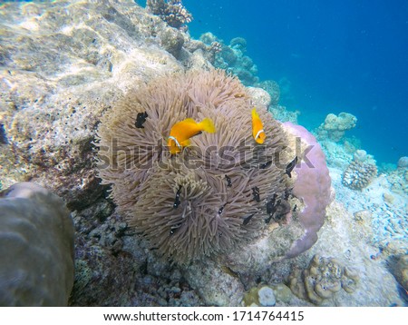False Clown fish, Indian ocean, Maldive islands. Clown fish is anemone fish living in symbiotic relations with anemones