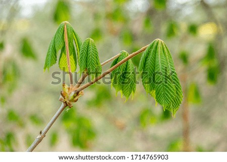 the young leaves of a chestnut grow on a branch in spring