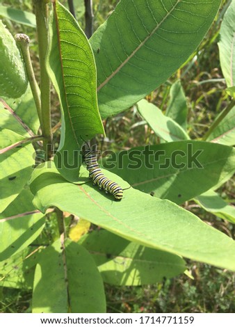 Milkweed plant with caterpillar crawling between leaves