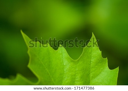 Fresh green leaf with blurred background Royalty-Free Stock Photo #171477386