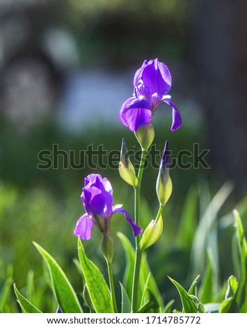 Yellow and purple irises in spring