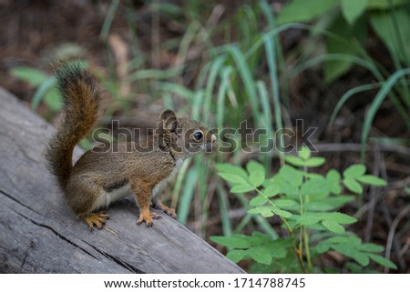 Red squirrel portrait in nature of West-Canada