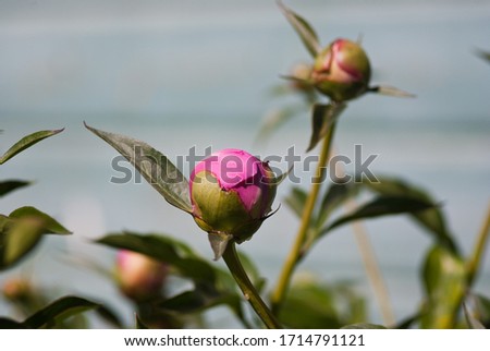 Pink peonies, buds, illuminated by the sun, against the blue wall of a wooden house.