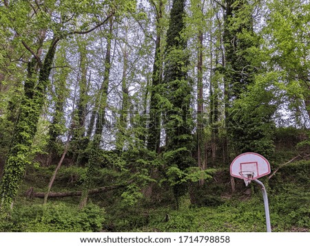 basketball basket in the middle of a forest