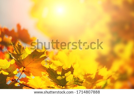 Yellow autumn maple leaves in a forest. Selective focus. Blurred autumn nature background