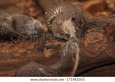 Oriental Small-clawed Otter family, Aonyx cinerea