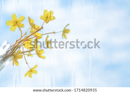 Brightly colored yellow flowers with raindrop background  beside the glass On a bright,fresh,  romantic atmosphere.