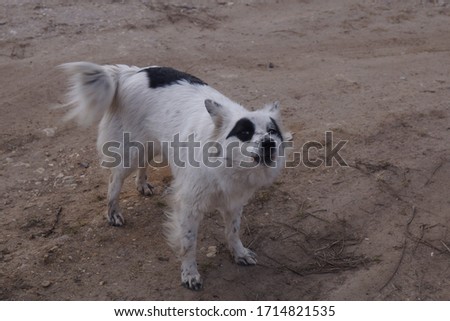 A small white dog standing in the dirtundefined