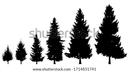 Black tree silhouette on a white background. Set of trees of different size, age. High, low trees, pine. Detailed isolated image of forest
