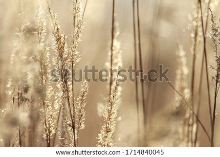 Close up on grasses tops in sunlight  Royalty-Free Stock Photo #1714840045