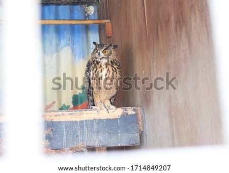 The great horned owl Bubo virginianus with large yellow eyes, also known as the tiger owl is a large owl native to the Americas. Its primary diet is rabbits and hares, rats and mice, and voles, 